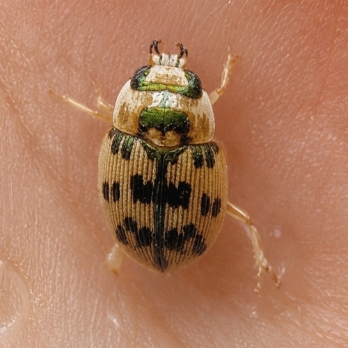 Large Round Sand Beetle