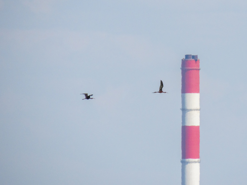 iNaturalist image