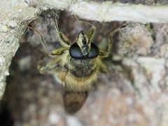 Criorhina pachymera