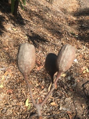 Corymbia ptychocarpa