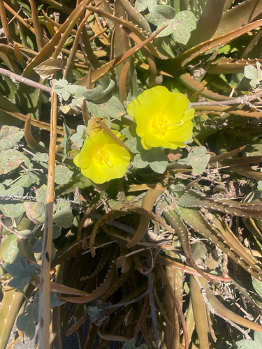 Gossypium tomentosum observed 2026-07-26
