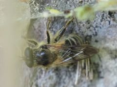 Criorhina pachymera