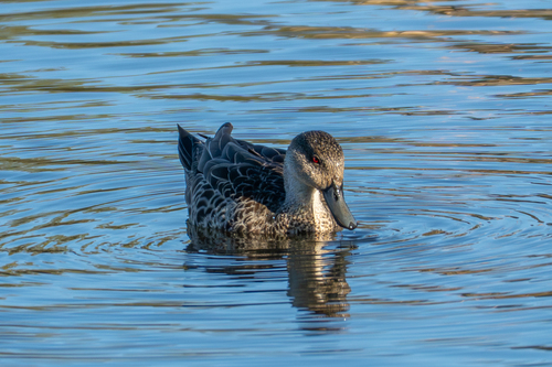 iNaturalist image