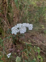 Achillea pannonica, photograph (c) Viktor Strenada, some rights reserved (CC BY)
