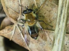 Criorhina floccosa