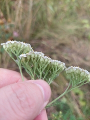 Achillea pannonica, photograph (c) Viktor Strenada, some rights reserved (CC BY)