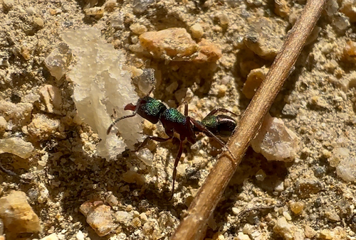 Green-head Ant