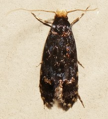 Tineidae clade b