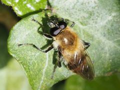 Criorhina floccosa