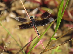 Erythrodiplax attenuata