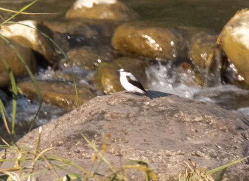 Torrent Flyrobin (Monachella muelleriana)