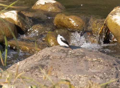 Torrent Flyrobin (Monachella muelleriana), photo 2