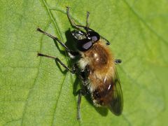 Criorhina floccosa
