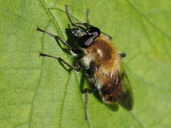 Criorhina floccosa