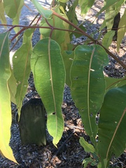 Corymbia ptychocarpa