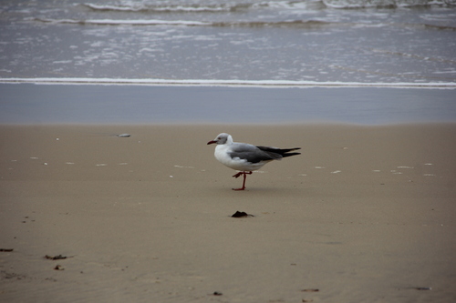 iNaturalist image