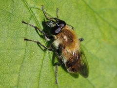 Criorhina floccosa