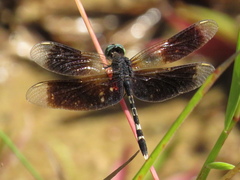 Erythrodiplax attenuata