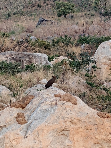 iNaturalist image