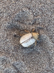Pseudocotalpa giulianii