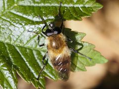 Criorhina floccosa