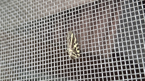 Spotted Sulphur