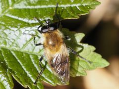 Criorhina floccosa