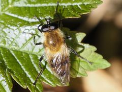 Criorhina floccosa