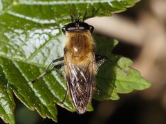 Criorhina floccosa