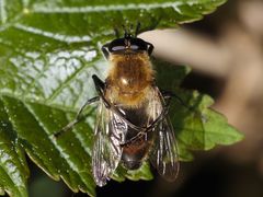 Criorhina floccosa