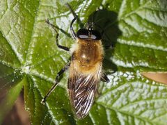 Criorhina floccosa
