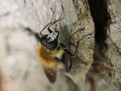 Criorhina floccosa