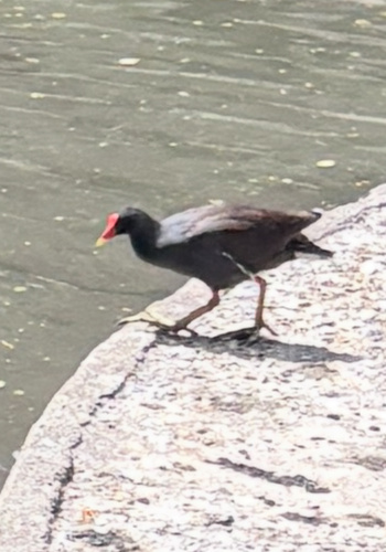 iNaturalist: (c) buggykoop, some rights reserved (CC BY-NC) iNaturalist image