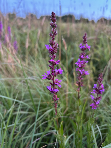 purple loosestrife