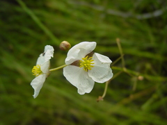 Sagittaria