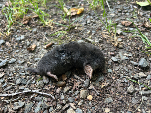 European Mole