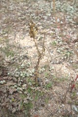 Reseda hookeri