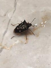 Mormidea v-luteum
