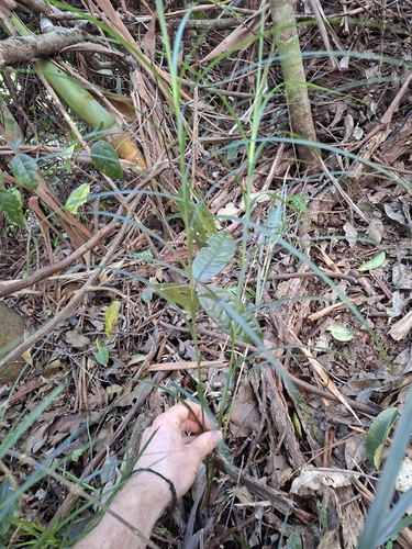 Exocarya sclerioides, 2026-07-15