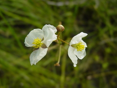 Sagittaria