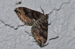 Xanthorhoe defensaria