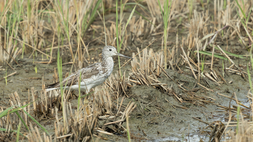 iNaturalist: (c) Shanda Huang, some rights reserved (CC BY-NC), uploaded by Shanda Huang iNaturalist image