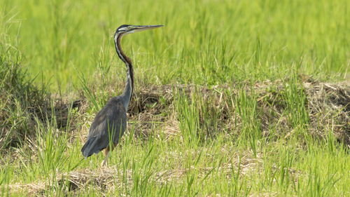 iNaturalist image