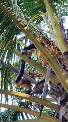 Sri Lankan Giant Squirrel