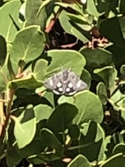 Heliothodes diminutiva