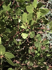 Heliothodes diminutiva