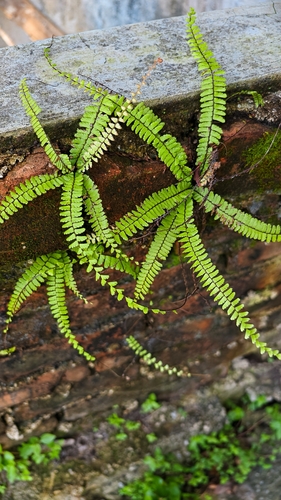 Adiantum caudatum observed 2026-07-24