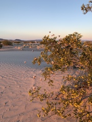 Pseudocotalpa giulianii