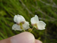 Sagittaria