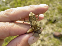 Leptodactylus fragilis